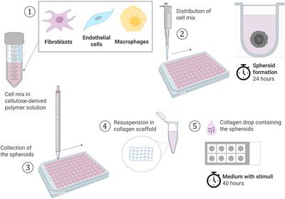 A novel 3D spheroid model of rheumatoid arthritis synovial tissue incorporating fibroblasts, endothelial cells, and macrophages